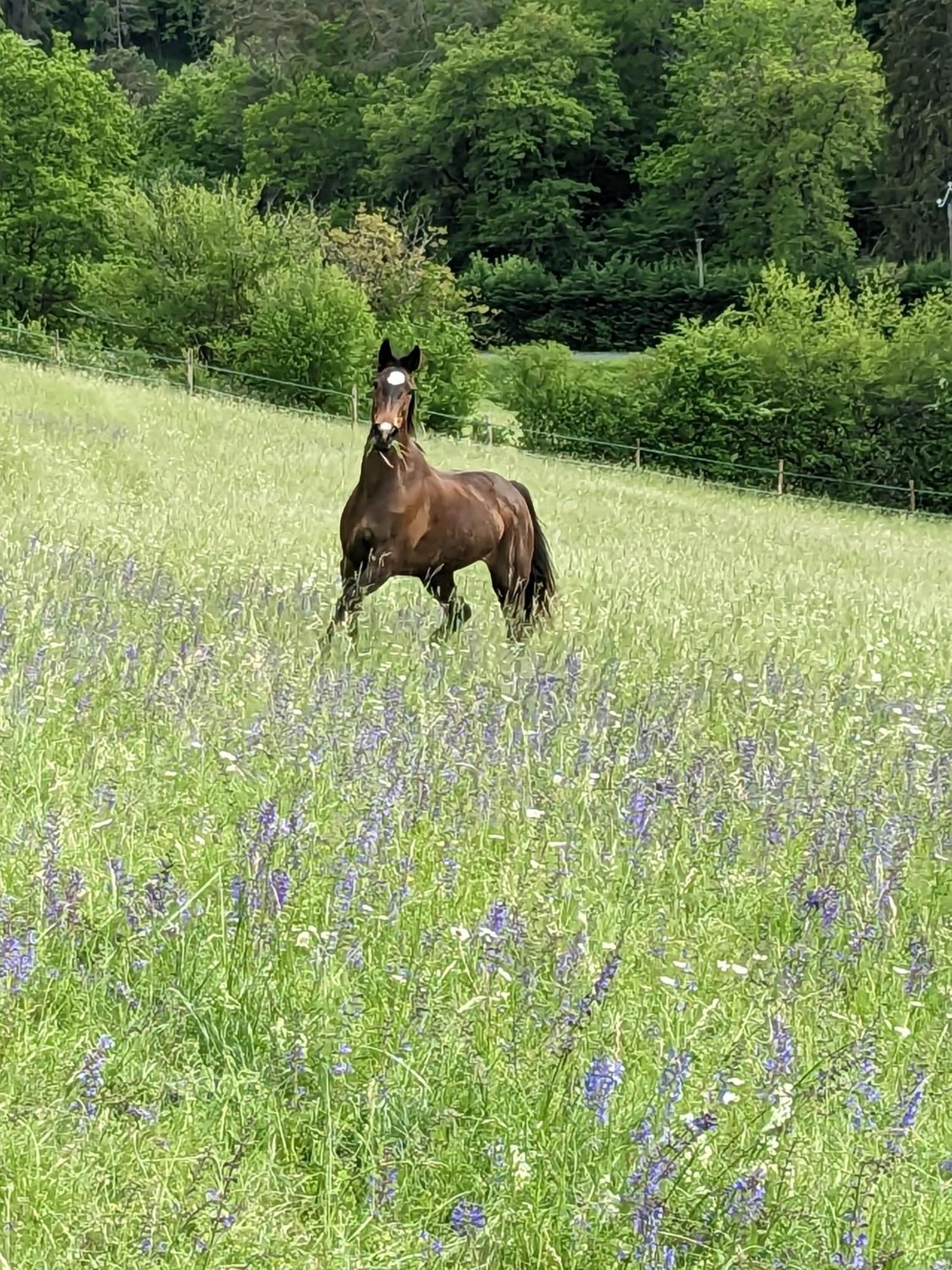 La Grange Symphorine, Chambre D'Hotes De Charme Situee Entre La Vallee De La Dordogne Et La Vallee De La Vezere Meyrals Extérieur photo